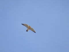 Falco peregrinus