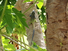Acanthocercus ugandaensis