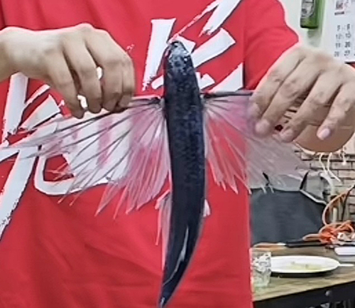 Japanese flyingfish (Cheilopogon agoo) — Exocoetidae — 3