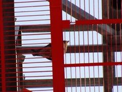 Falco peregrinus