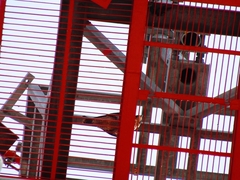 Falco peregrinus