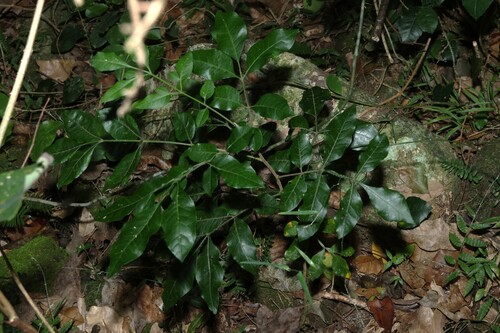 yellow-wood (Flindersia xanthoxyla)