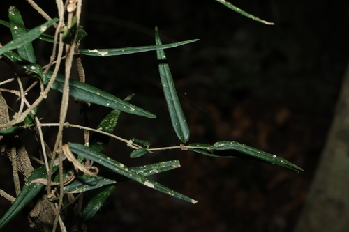Narrow-leaved silkpod (Parsonsia paulforsteri)