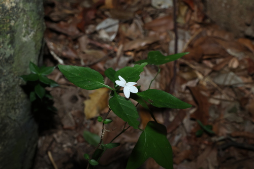 tall love flower (Pseuderanthemum tenellum)