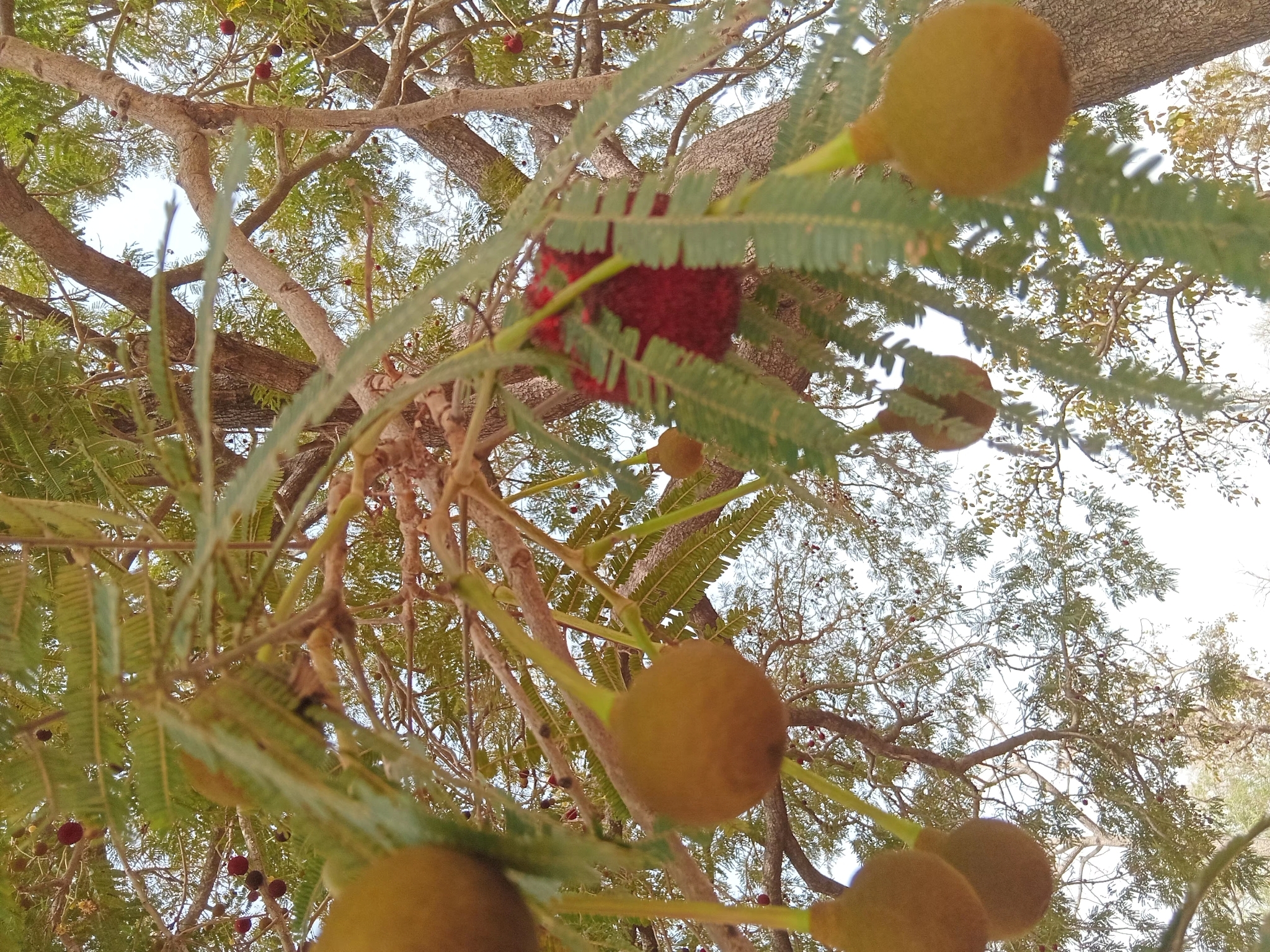 Imagem de néré