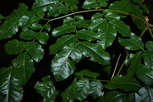 Snow wood (Pararchidendron pruinosum)