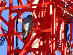 Falco peregrinus