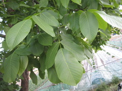 Juglans regia