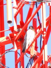 Falco peregrinus