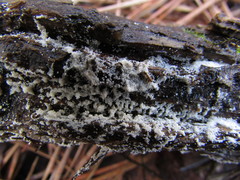 Aegerita candida