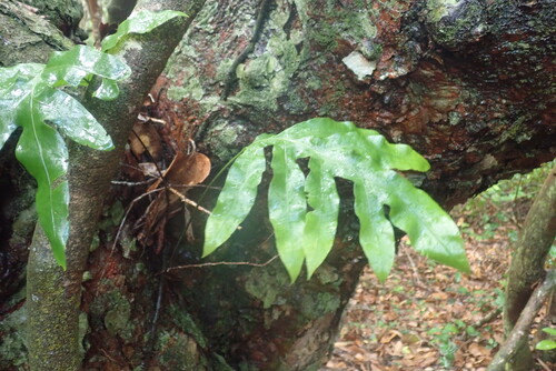 Microsorum scolopendria