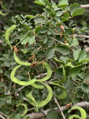 Pithecellobium circinale (Pithecellobium circinale)