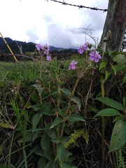Chaetogastra gracilis