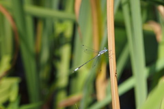 Lestes forcipatus