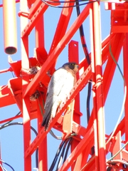 Falco peregrinus