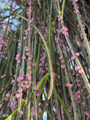 Rhipsalis lindbergiana, photograph (c) Pedro Alvaro Neves, some rights reserved (CC BY)