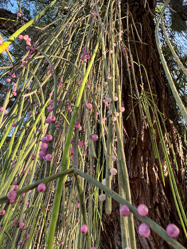 Rhipsalis lindbergiana, photograph 5