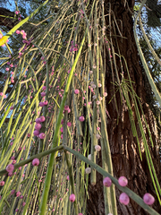 Rhipsalis lindbergiana, photograph (c) Pedro Alvaro Neves, some rights reserved (CC BY)