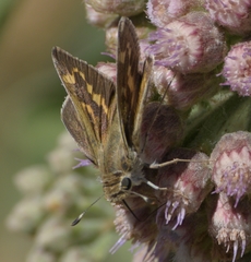 Polites subreticulata