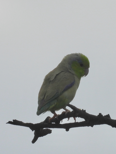 Pacific Parrotlet (Forpus coelestis), photo 5