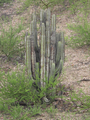 Big-bed-of-straw (Neoraimondia arequipensis)