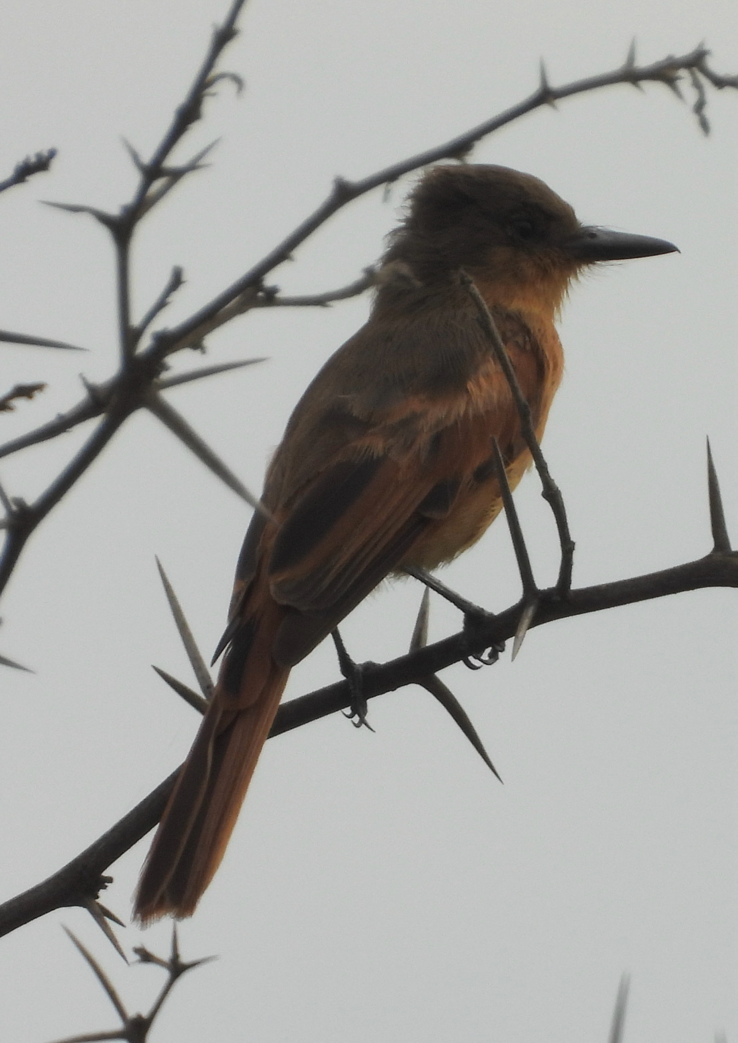 Rufous Flycatcher (Myiarchus semirufus), photo 1