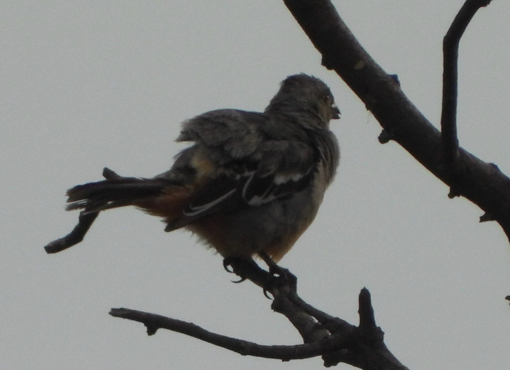 Peruvian Plantcutter (Phytotoma raimondii), photo 1