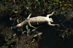Caiman