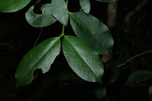 brush bloodwood (Baloghia inophylla)