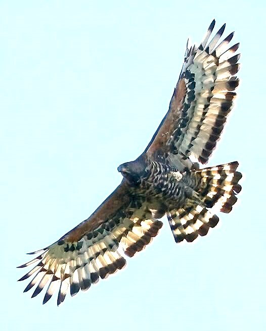 Crowned Eagle (Stephanoaetus coronatus), photo 4