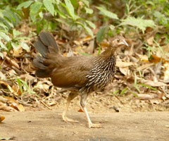 Gallus sonneratii