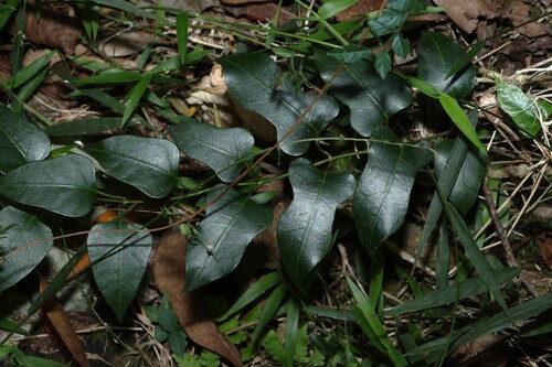 Green-leaved Silkpod (Parsonsia longipetiolata)