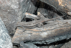 Sceloporus slevini