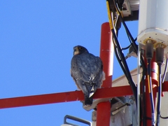 Falco peregrinus