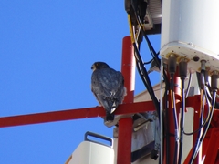 Falco peregrinus