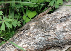 Sceloporus slevini