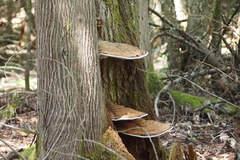 Ganoderma applanatum image