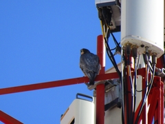 Falco peregrinus