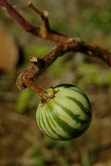 Solanum palinacanthum