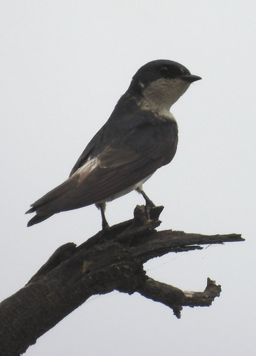 Tumbes Swallow (Tachycineta stolzmanni), photo 2