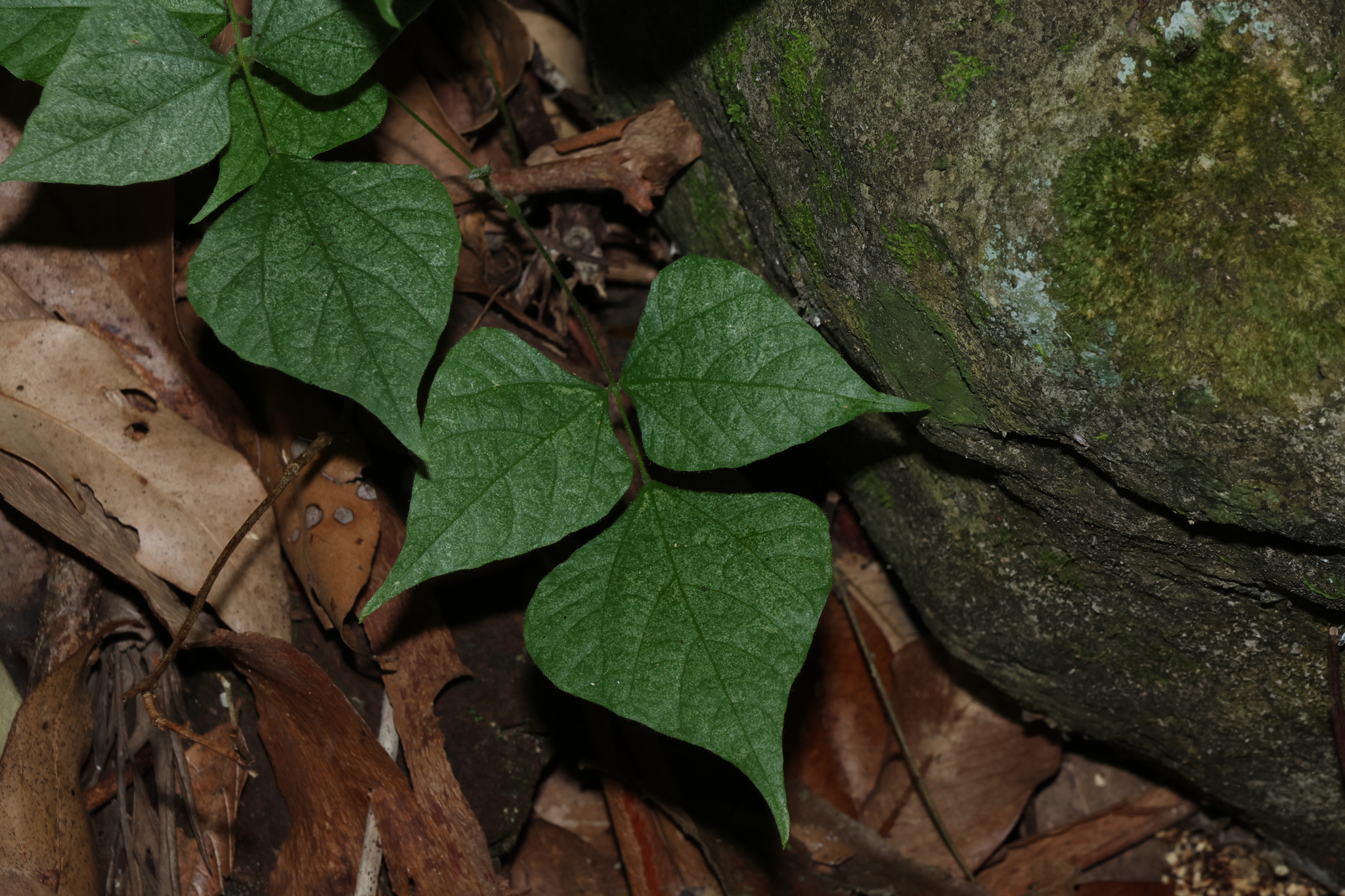 Ryncho (Rhynchosia acuminatissima)