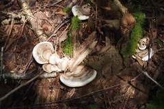 Ganoderma applanatum image