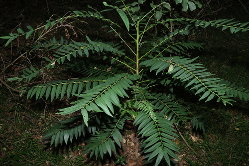 Ferntop Ash (Ailanthus triphysa)