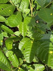 Cupania