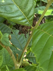 Cupania