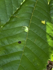 Cupania