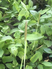 Alopecurus aequalis amurensis