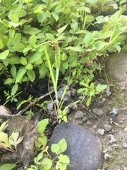 Alopecurus aequalis amurensis