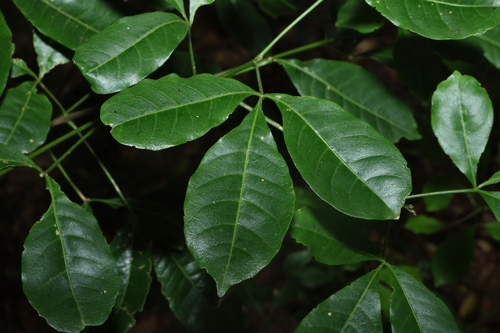 white euodia (Melicope micrococca)