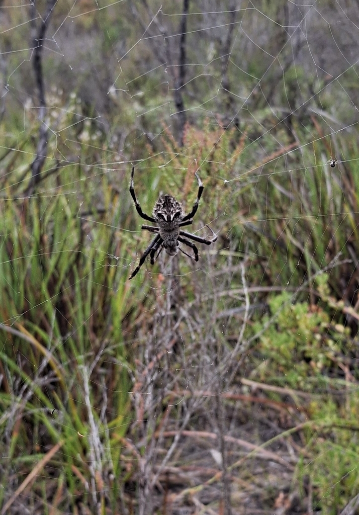 Heroic Orb-weaver